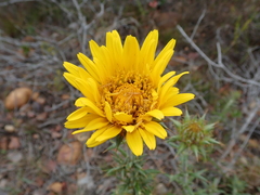 Berkheya angustifolia