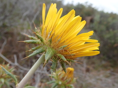 Berkheya angustifolia