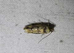 Sphyrelata nefanda