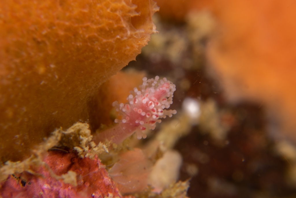 Monocoryne