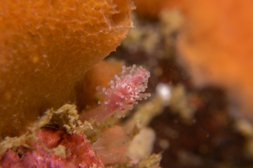 Monocoryne