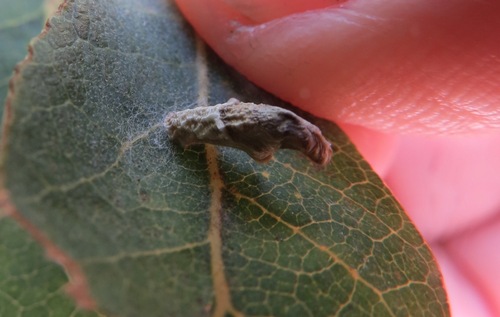 Coleophora discostriata photo 5