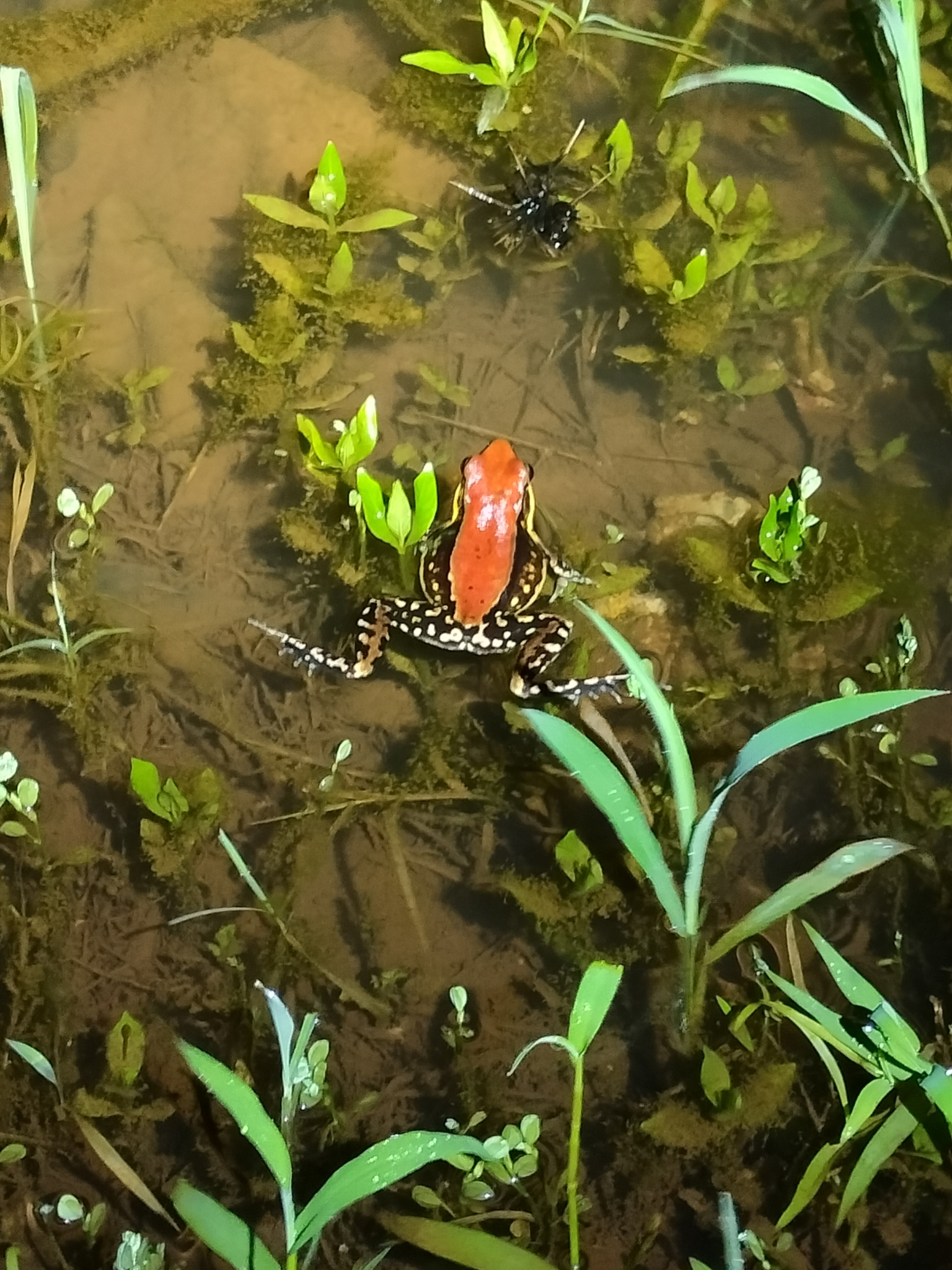 Wide-Range Fungoid Frog