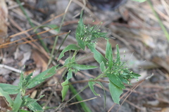 Dichanthelium commutatum