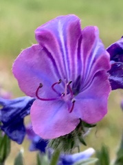 Echium plantagineum