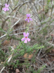 Jamesbrittenia foliolosa
