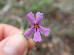 Jamesbrittenia foliolosa