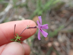 Jamesbrittenia foliolosa
