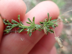 Jamesbrittenia foliolosa