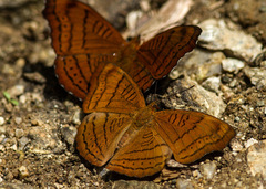 Pseudergolis wedah