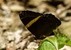 Abisara fylla