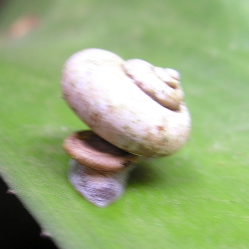 Aulopoma itierii