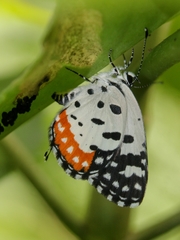 Talicada nyseus