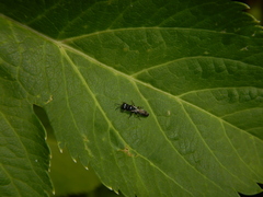Pemphredonina
