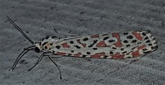 Utetheisa lotrix