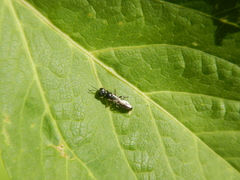 Pemphredonina
