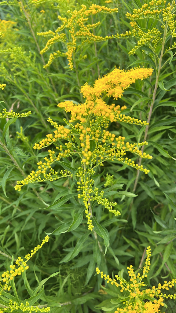 giant goldenrod