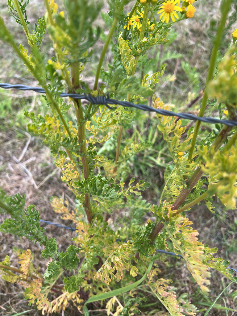 ragwort