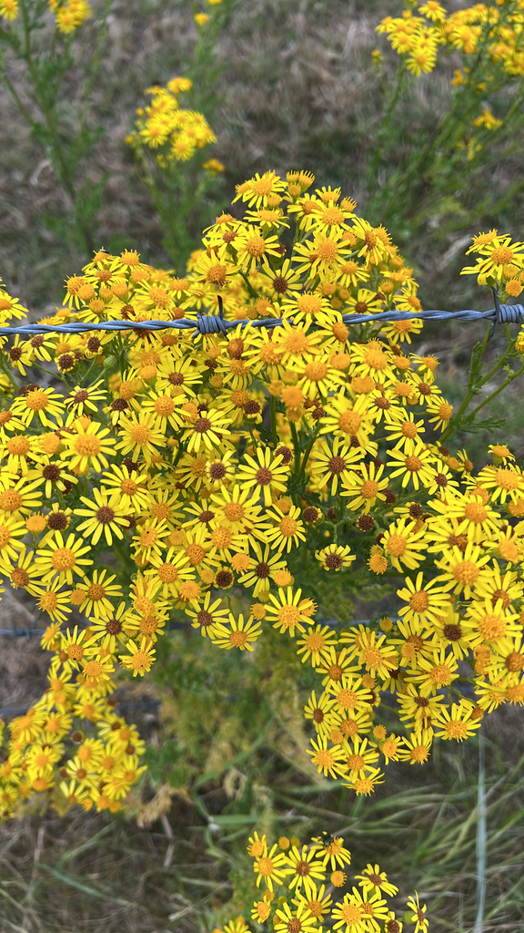 ragwort