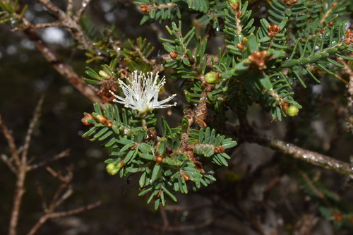 Saltwater Paperbark Melaleuca Cuticularis · Inaturalist