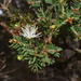 Melaleuca cuticularis - Photo (c) Joey Santore, alguns direitos reservados (CC BY-NC), uploaded by Joey Santore