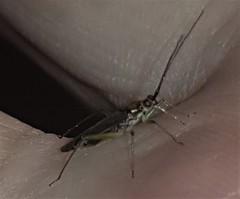 Orthotylinae