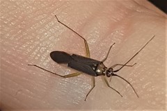 Orthotylinae