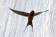 Hirundo rustica tytleri