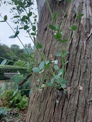 Eucalyptus gunnii