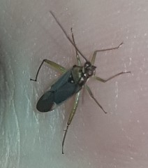 Orthotylinae