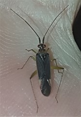 Orthotylinae