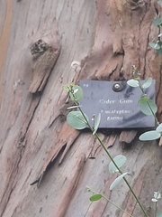 Eucalyptus gunnii