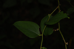 Smilax bracteata