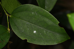 Smilax bracteata