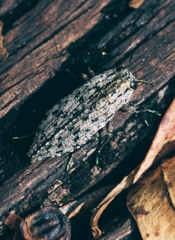 Chrysochroinae