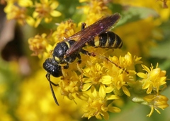 Cerceris atramontensis