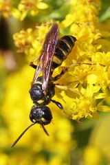 Cerceris atramontensis