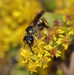 Cerceris atramontensis