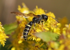 Cerceris atramontensis