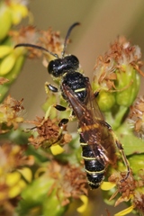 Cerceris atramontensis