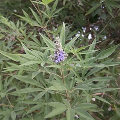 Vitex agnus-castus