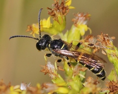 Cerceris atramontensis