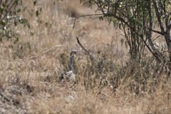 Eupodotis senegalensis