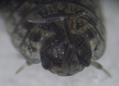 Porcellio achilleionensis