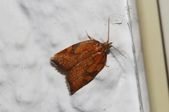 Acleris rhombana
