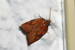 Acleris rhombana