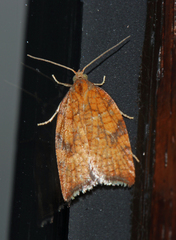 Acleris rhombana