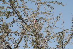 Rhodophoneus cruentus