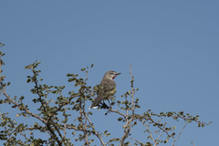 Rhodophoneus cruentus