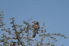 Rhodophoneus cruentus